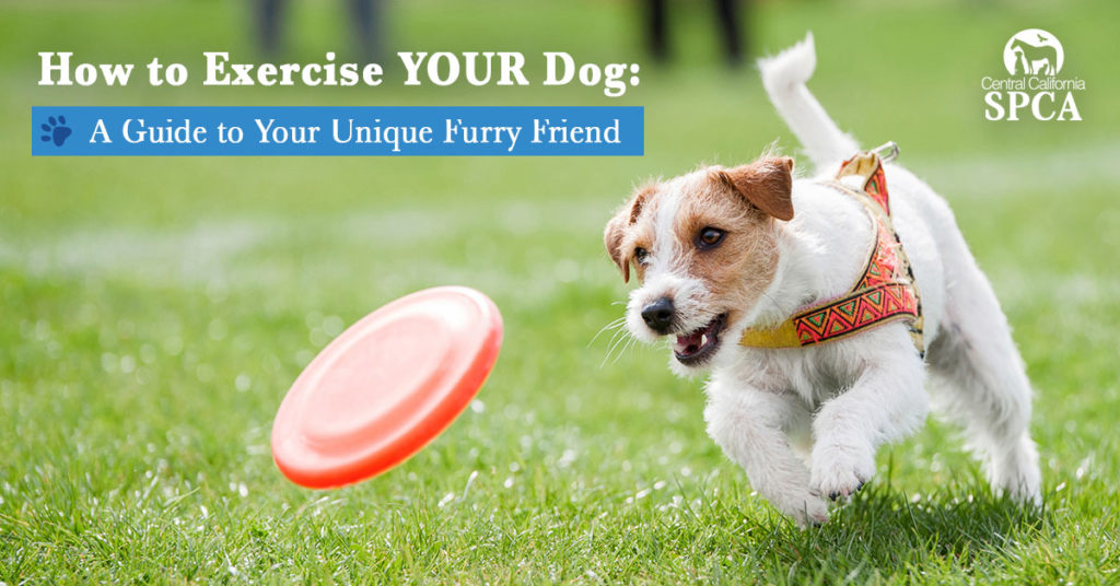 How-to-Exercise-YOUR-Dog---A-Guide-to-Your-Unique-Furry-Friend