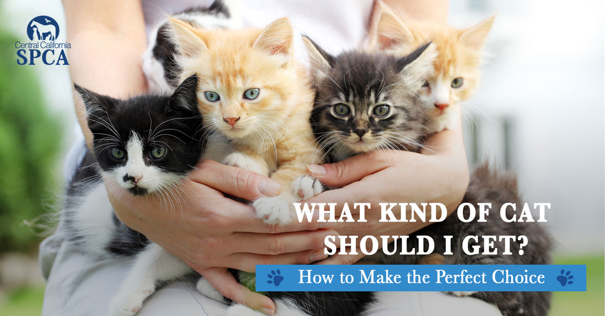 What-Kind-of-Cat-Should-I-Get--How-to-Make-the-Perfect-Choice