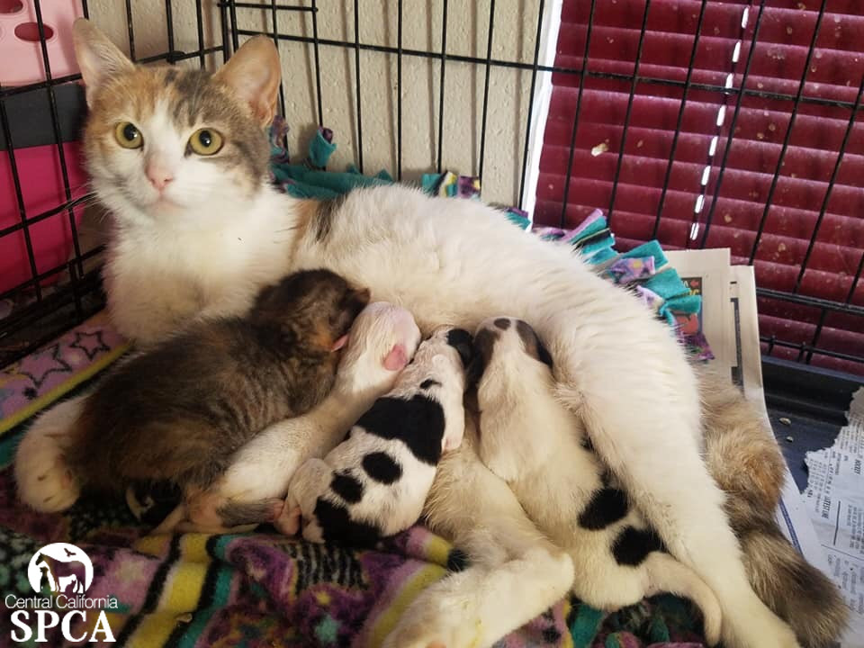 Mama Cat Fosters 4 Puppies After Losing 7 Kittens