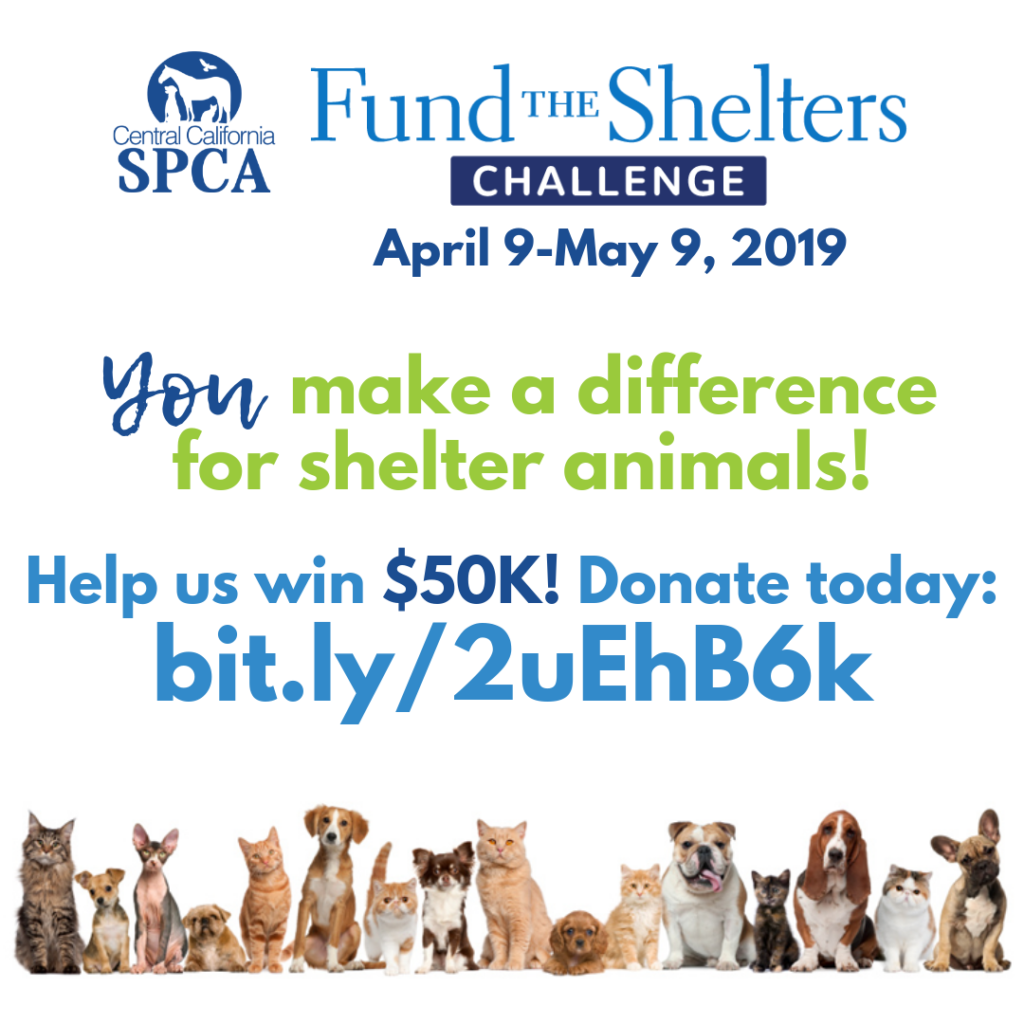 Fund the Shelters