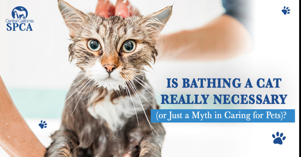 Is-Bathing-a-Cat-Really-Necessary-(or-Just-a-Myth-in-Caring-for-Pets)
