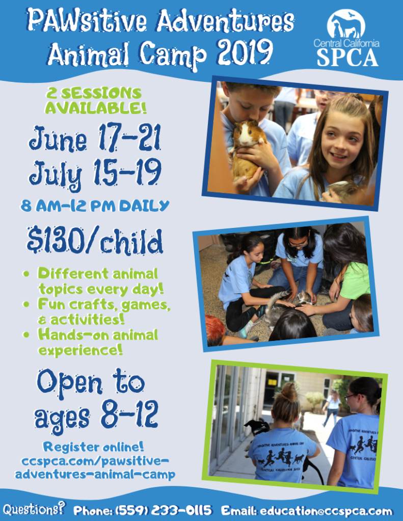 Pawsitive Adventures Animal Camp