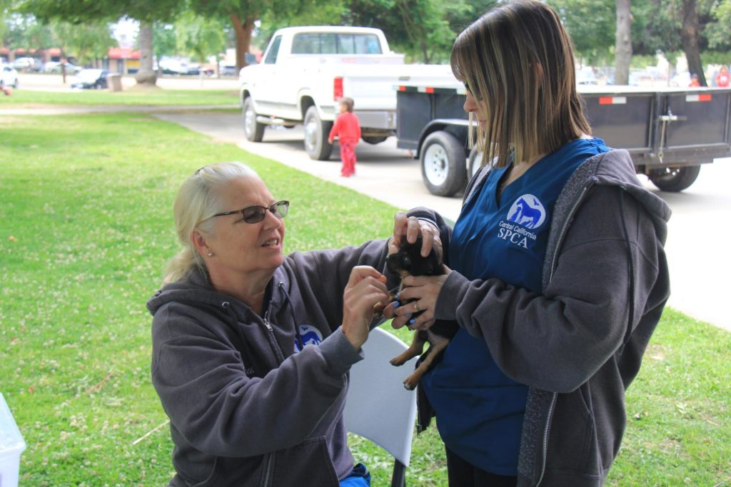 CCSPCA Helps Nearly 150 Dogs at Parlier Vaccination Clinic! 3