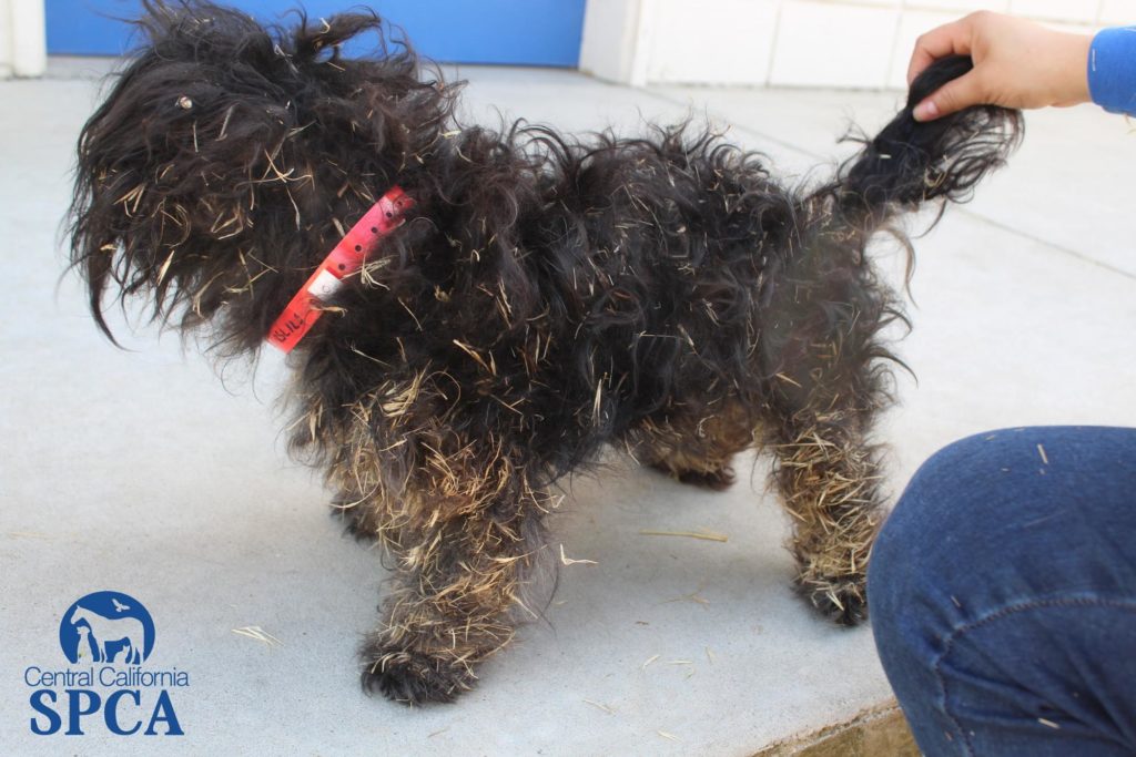CCSPCA Saves Dog Covered in Foxtails