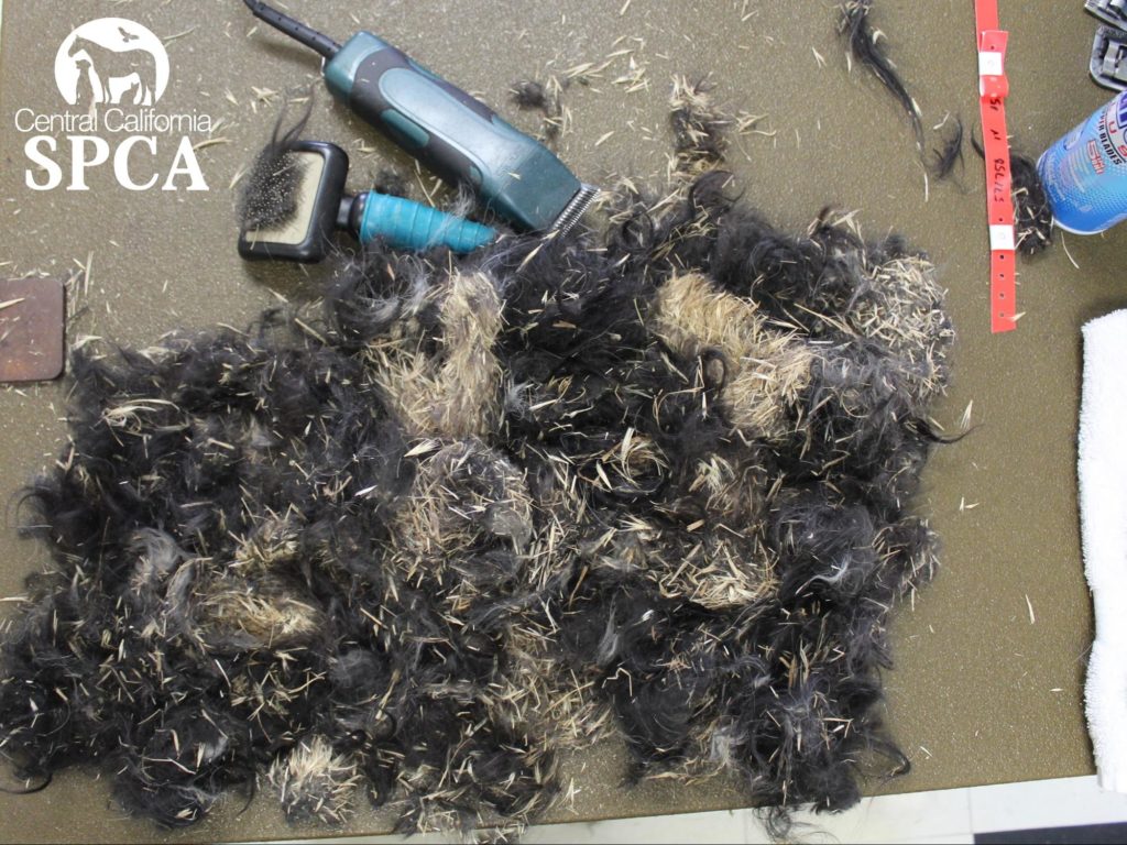 CCSPCA Saves Dog Covered in Foxtails 4