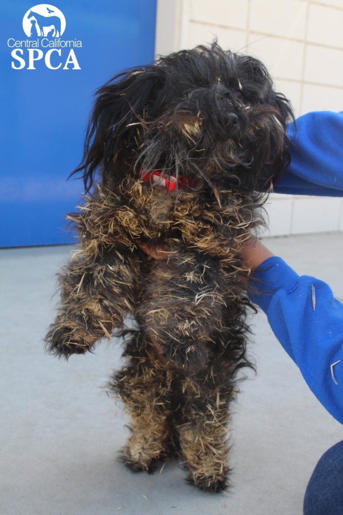 CCSPCA Saves Dog Covered in Foxtails 2