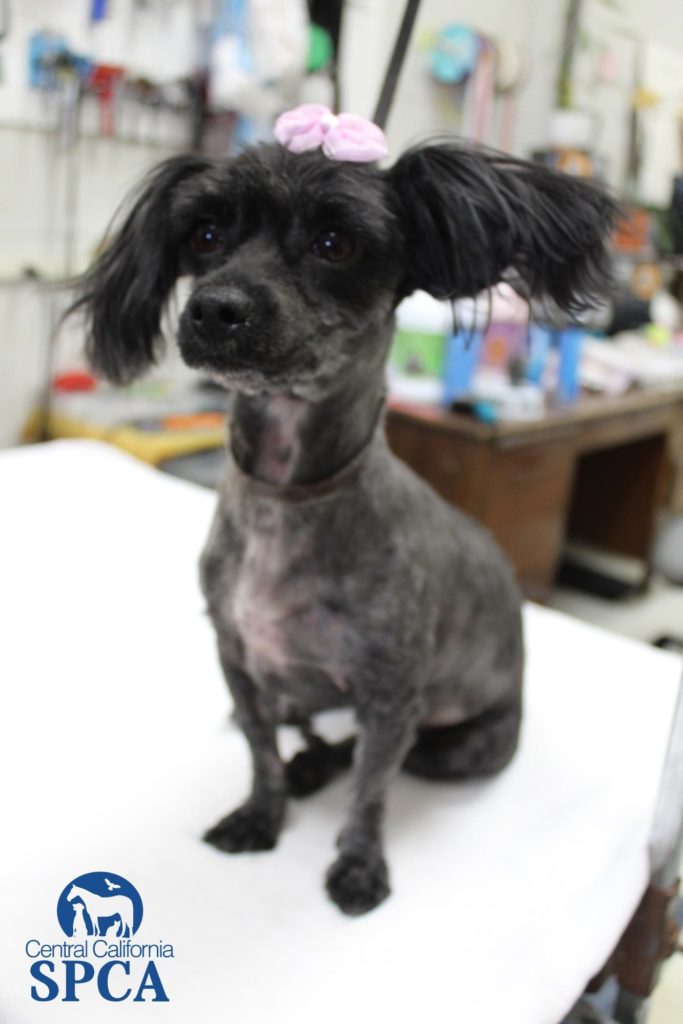 CCSPCA Saves Dog Covered in Foxtails 5