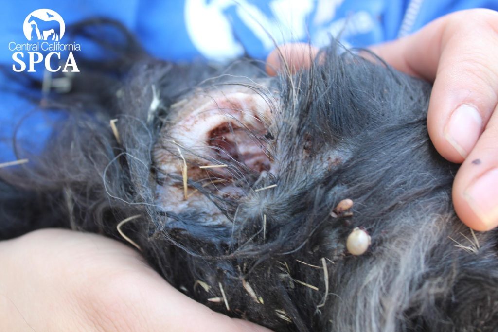 CCSPCA Saves Dog Covered in Foxtails 3