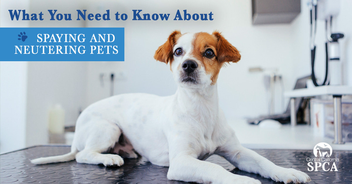 spaying-and-neutering-pets
