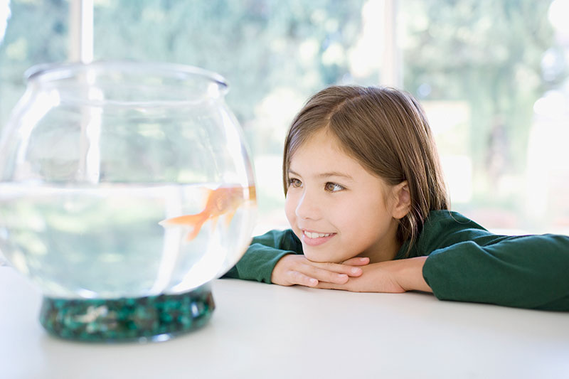 Having-Fish-as-Pets