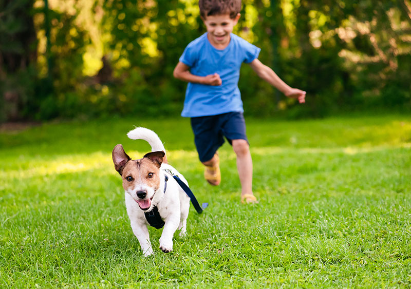 Best-dog-Breeds-for-Children