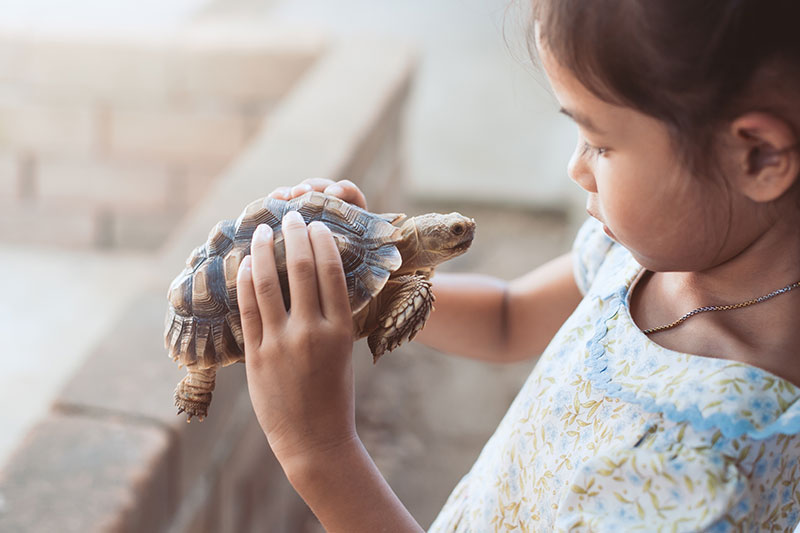 Having-Reptiles-for-Pets