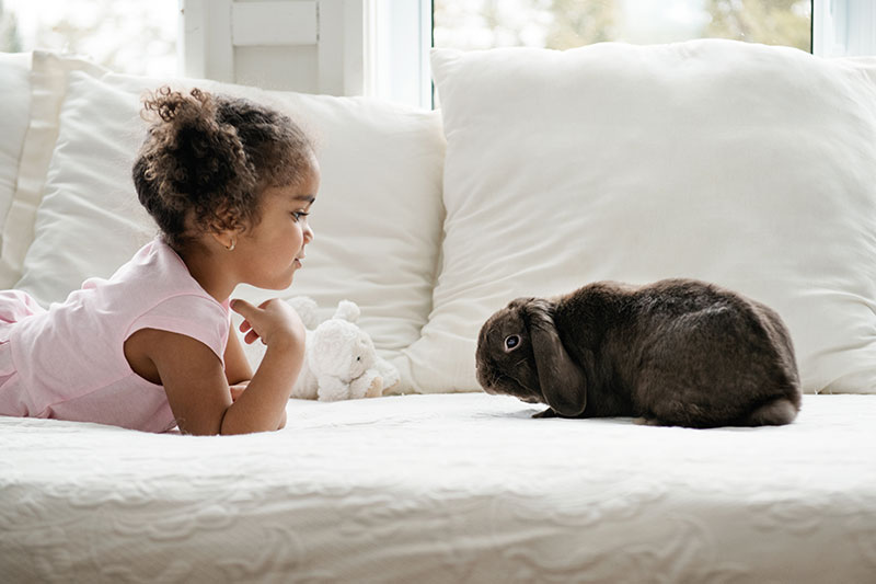 Having-Rodents-for-Pets