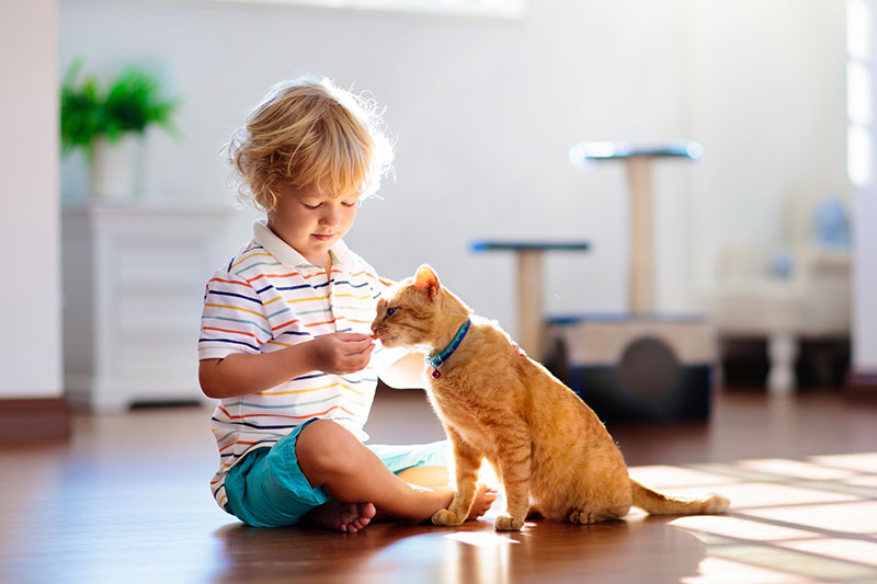Best-Cat-Breeds-for-Children