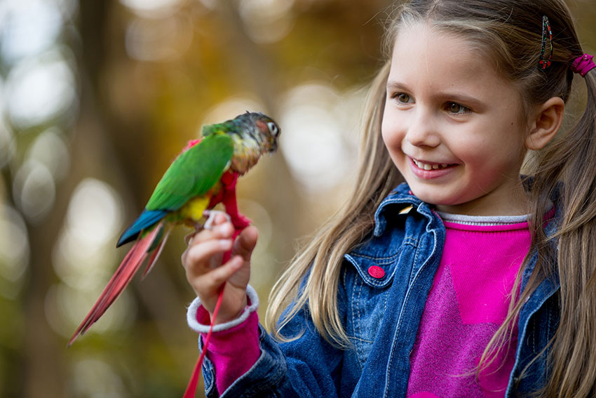 Having-Birds-for-Pets