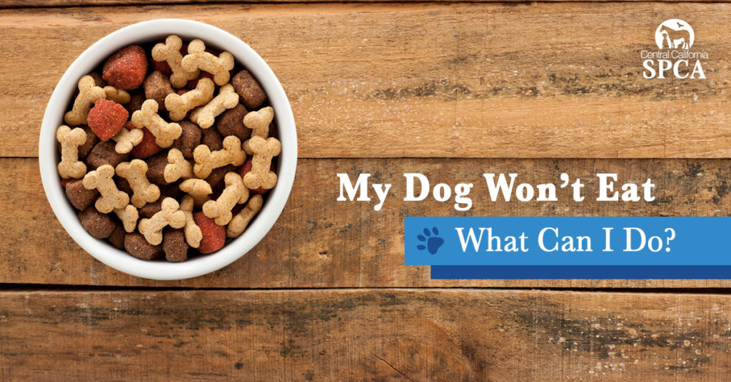 my-dog-wont-eat
