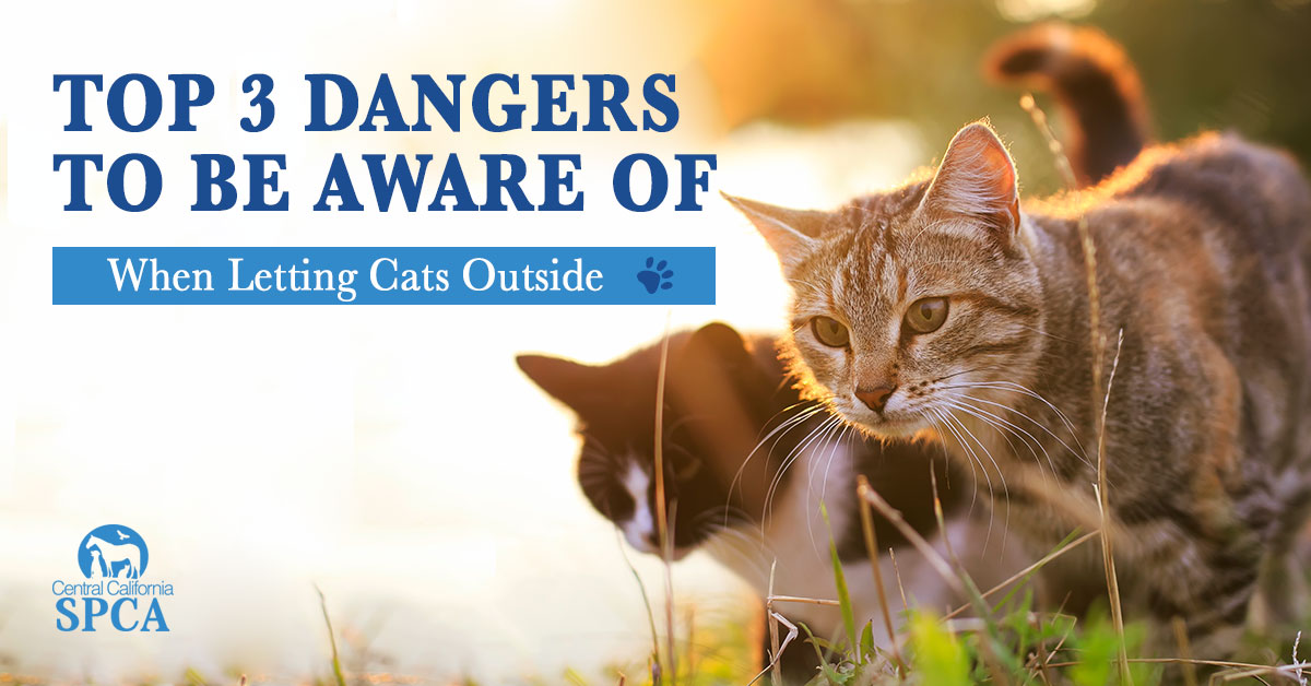Top-3-Dangers-to-Be-Aware-of-When-Letting-Cats-Outside-