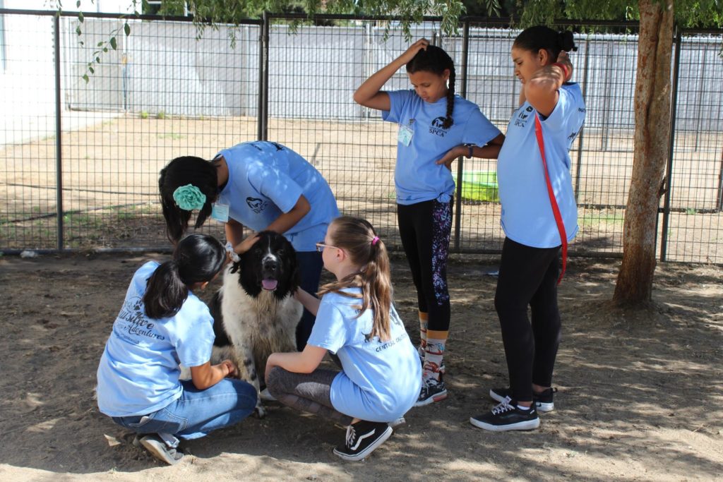 Pawsitive Adventures Camp Recap 4