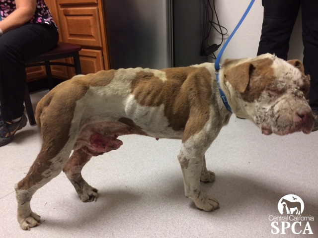 Caruthers Woman Convicted in Animal Cruelty Case