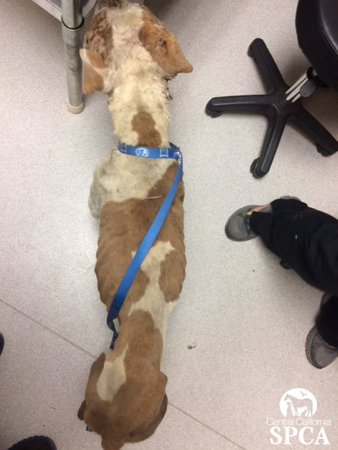 Caruthers Woman Convicted in Animal Cruelty Case 3