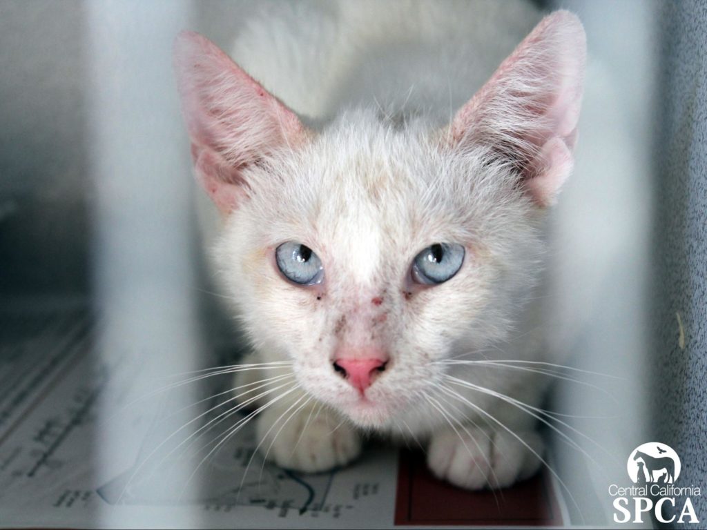 CCSPCA Rehabbing Nine Owner-Relinquished Cats That Tested Positive for Scabies 3