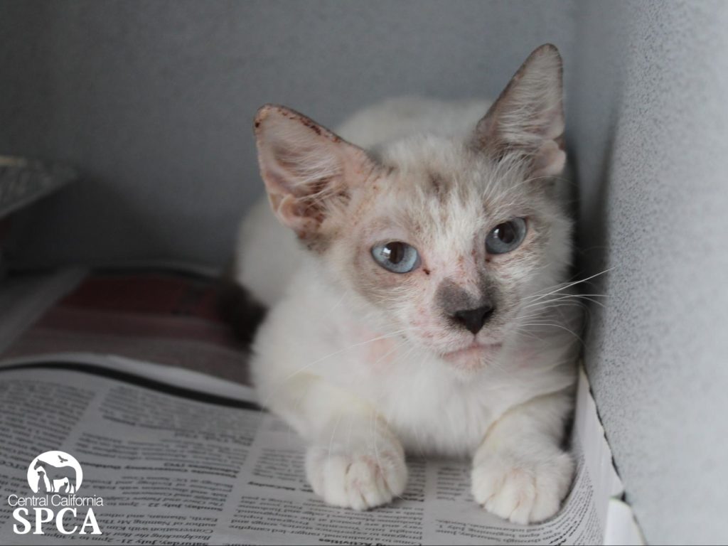 CCSPCA Rehabbing Nine Owner-Relinquished Cats That Tested Positive for Scabies 2