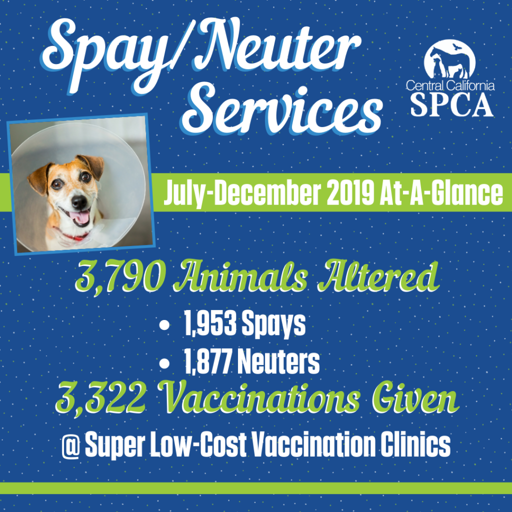 The Scoop on SpayNeuter Services