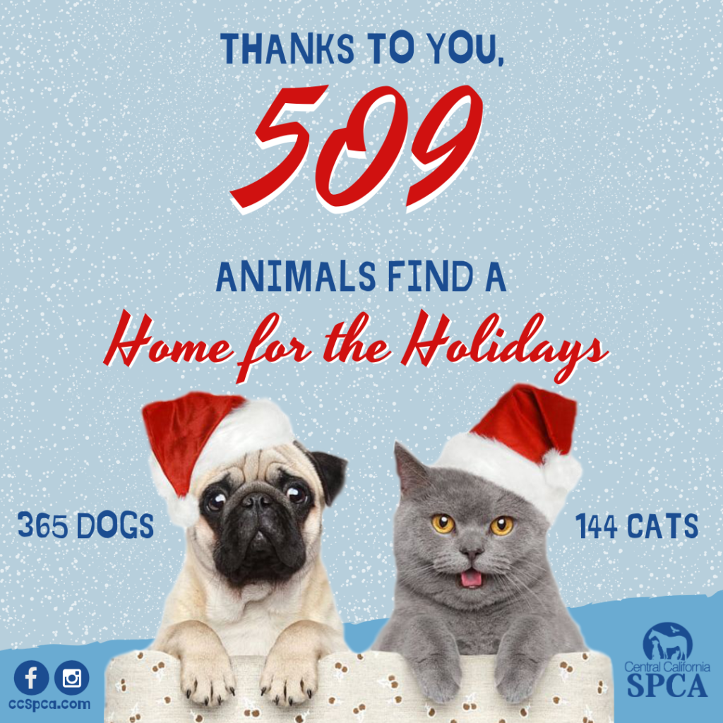 509 Pets Found a Home for the Holidays!