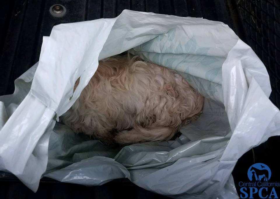 Felony Conviction for Fresno Man Who Beat Dog 2