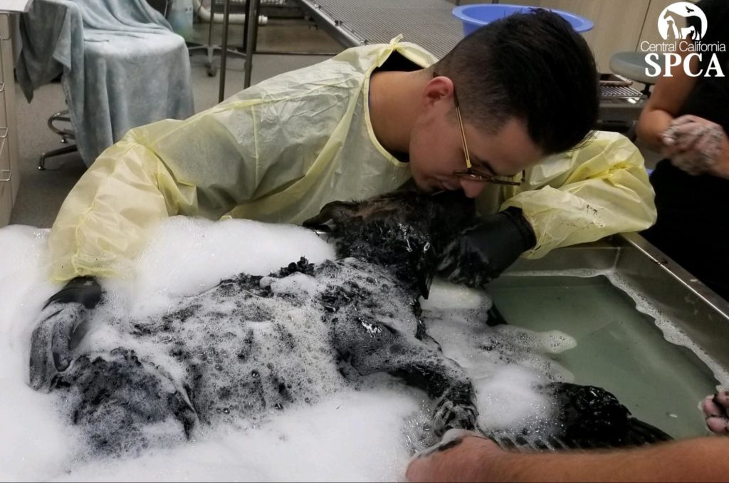 Dog Rescued from Tar Pit Finds Forever Home! 2