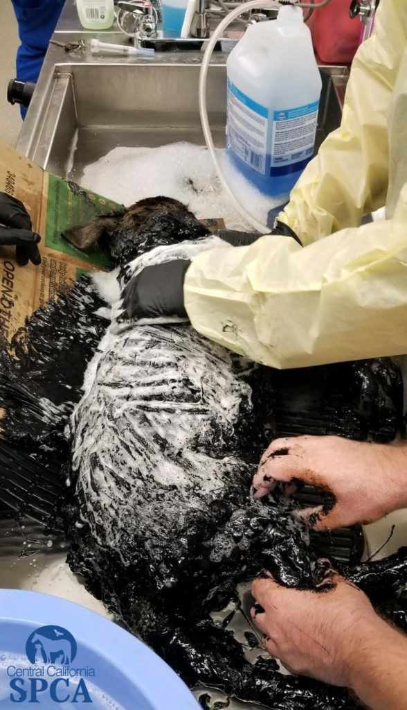 Dog Rescued from Tar Pit Finds Forever Home! 4