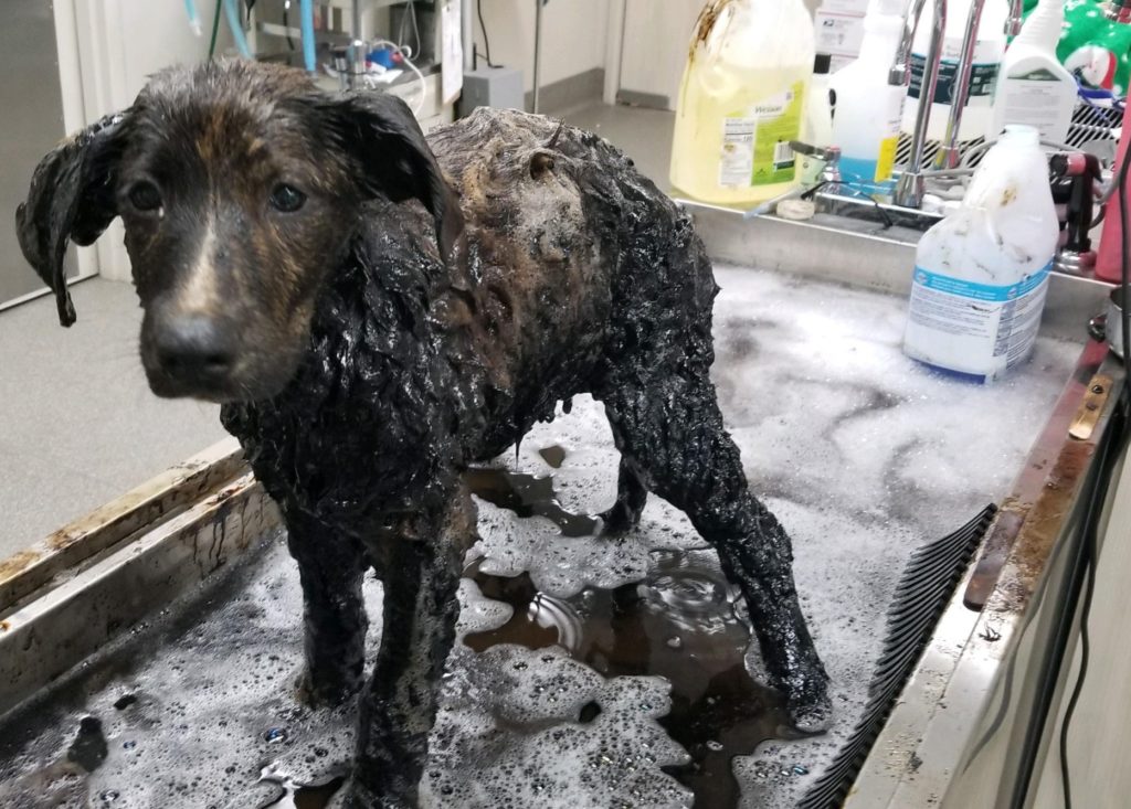 Dog Rescued from Tar Pit Finds Forever Home! 3