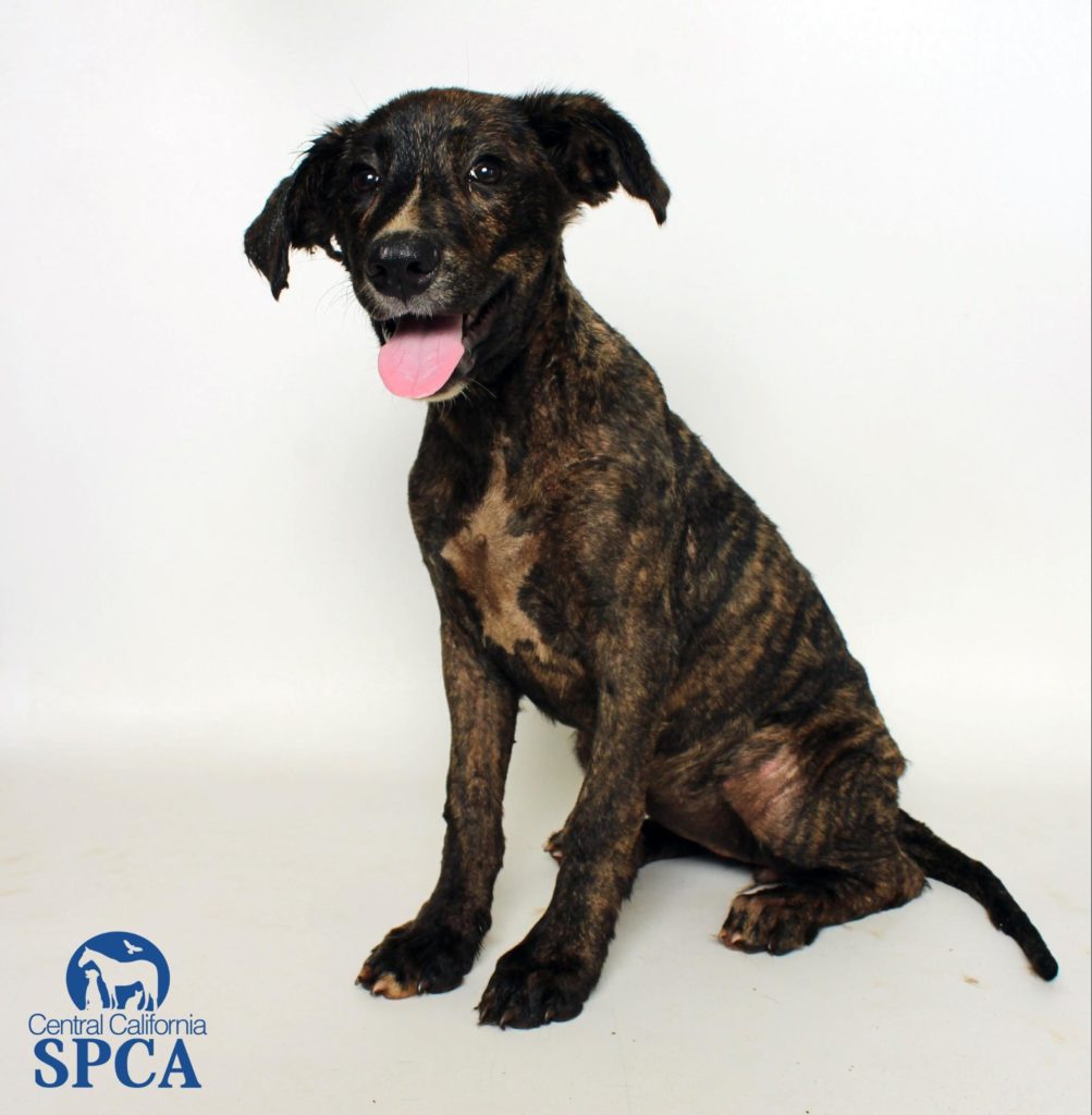 Dog Rescued from Tar Pit Finds Forever Home!