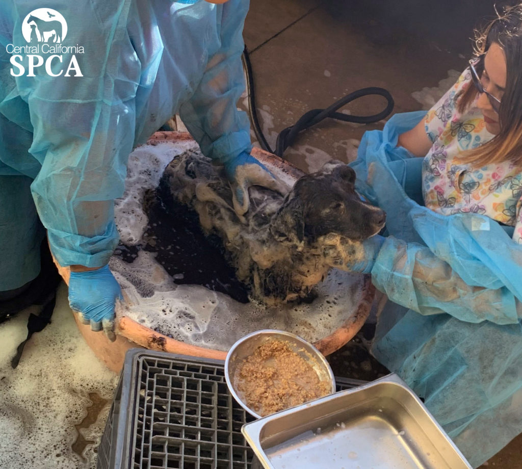 Dog Rescued from Tar Pit Finds Forever Home! 5