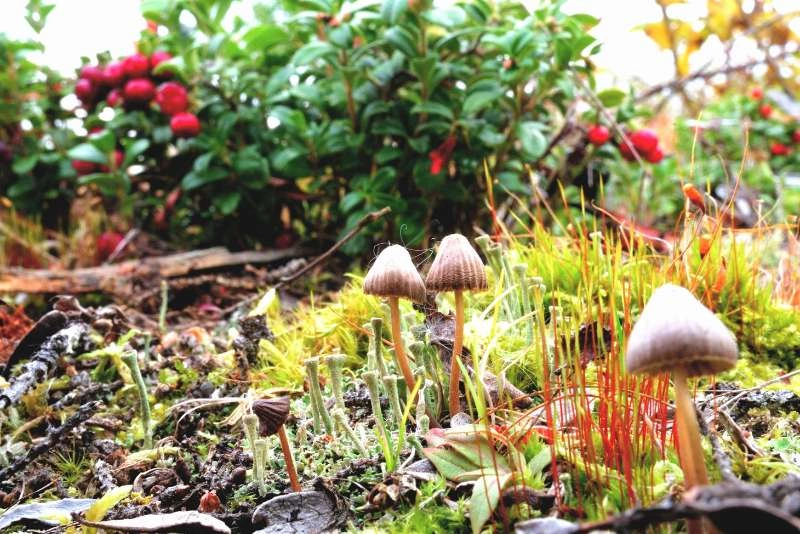 Capture the beauty, complexity, and conservation of the natural world, to help protect all living things from climate change.