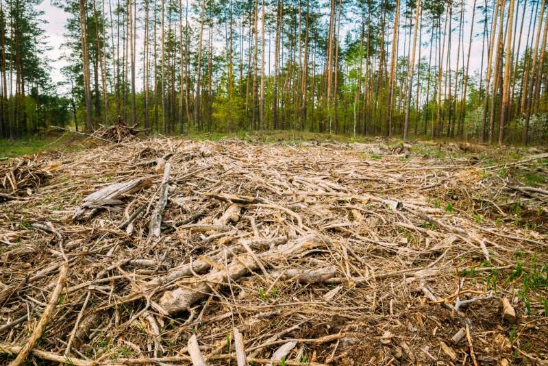 Capture the causes and effects of deforestation, including the serious consequences of logging, agriculture, and habitat destruction.