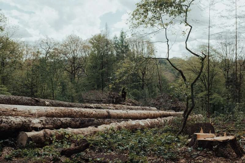 Educate on the causes and solutions to deforestation with visuals of impacted areas and conservation work.