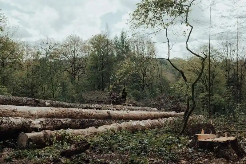 Educate on the causes and solutions to deforestation with visuals of impacted areas and conservation work.