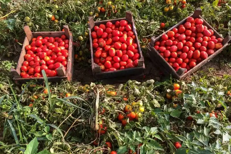 Capture sustainable farming practices, gardens, drought affected fields, and food waste initiatives.