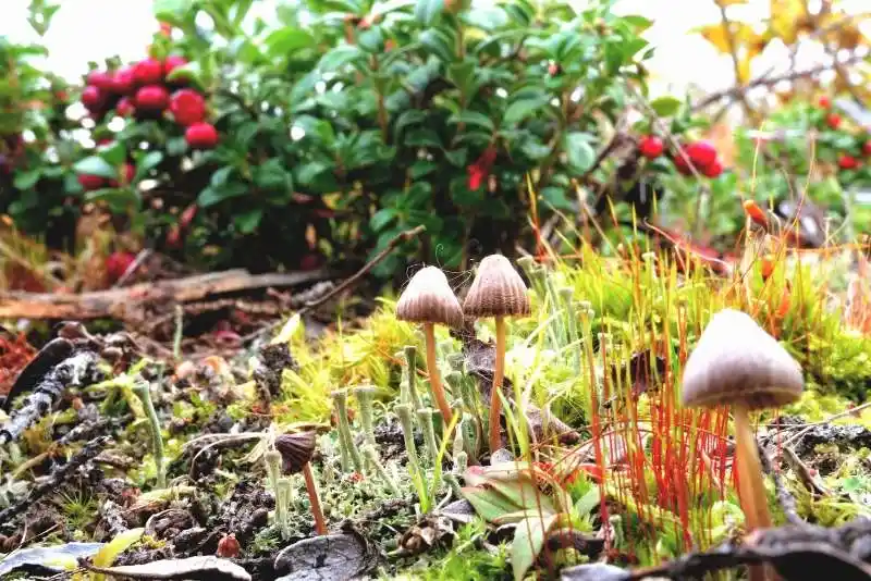 Capture the beauty, complexity, and conservation of the natural world, to help protect all living things from climate change.