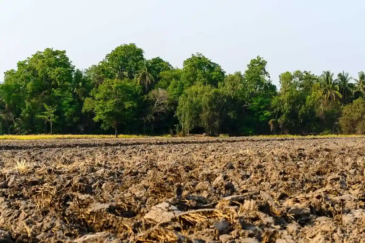 Agriculture and urban growth jointly drive global forest loss and impacts.