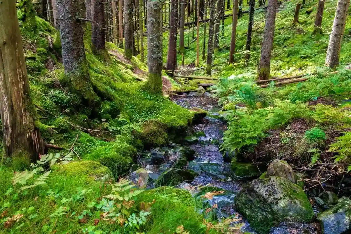 Forests are key to sustaining life and require urgent protection.