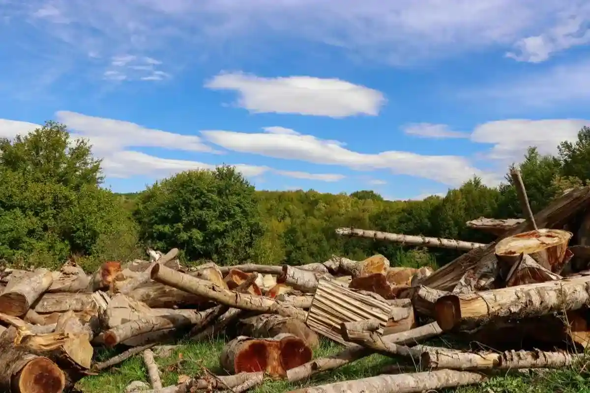 Minimal logging may provide a middle ground for forest sustainability.