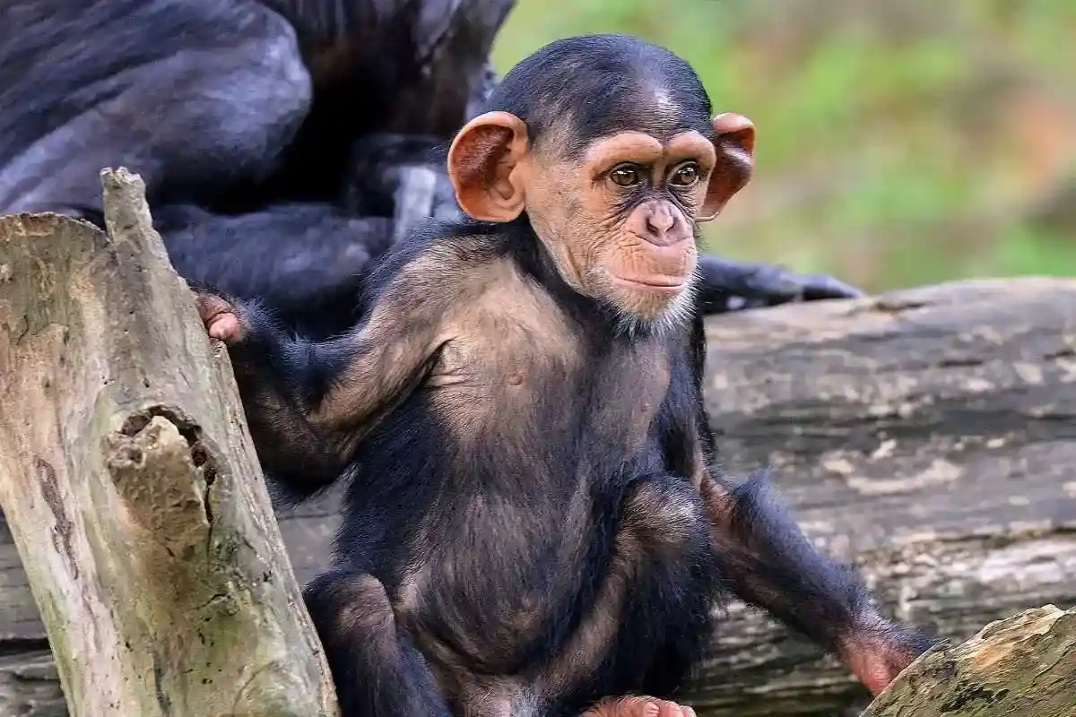 Creating harmony between logging and forest conservation is crucial.