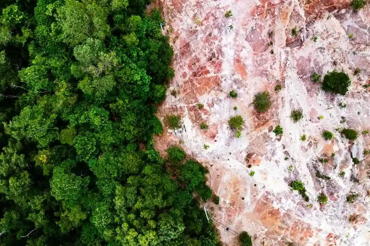 Innovative methods are offering hope to curb global deforestation.