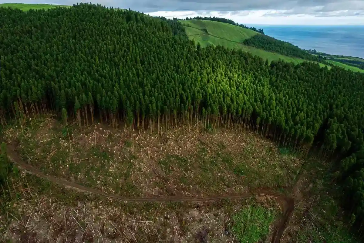 The rise of global deforestation stems from competing land demands.