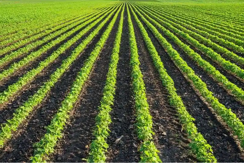 Explore how sustainable food systems are driving climate action and building a resilient future for everyone.