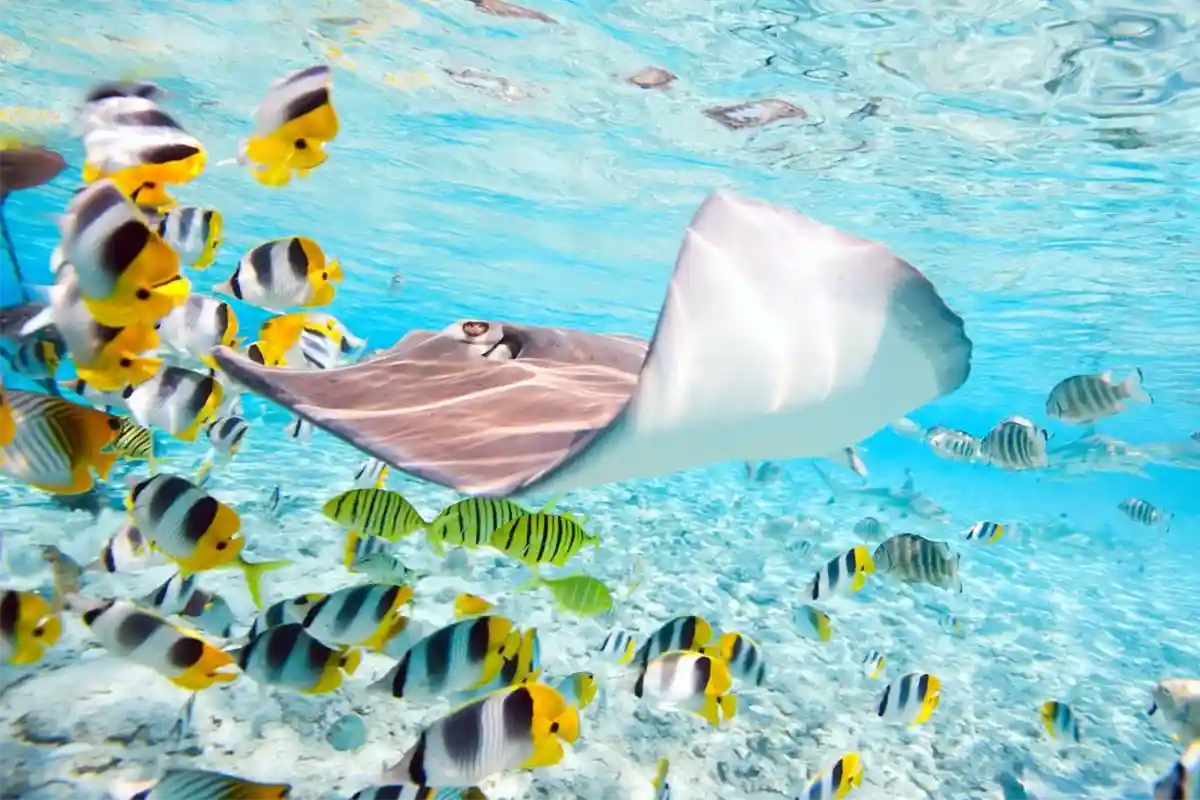 Revolutionizing How We Preserve the World Underwater