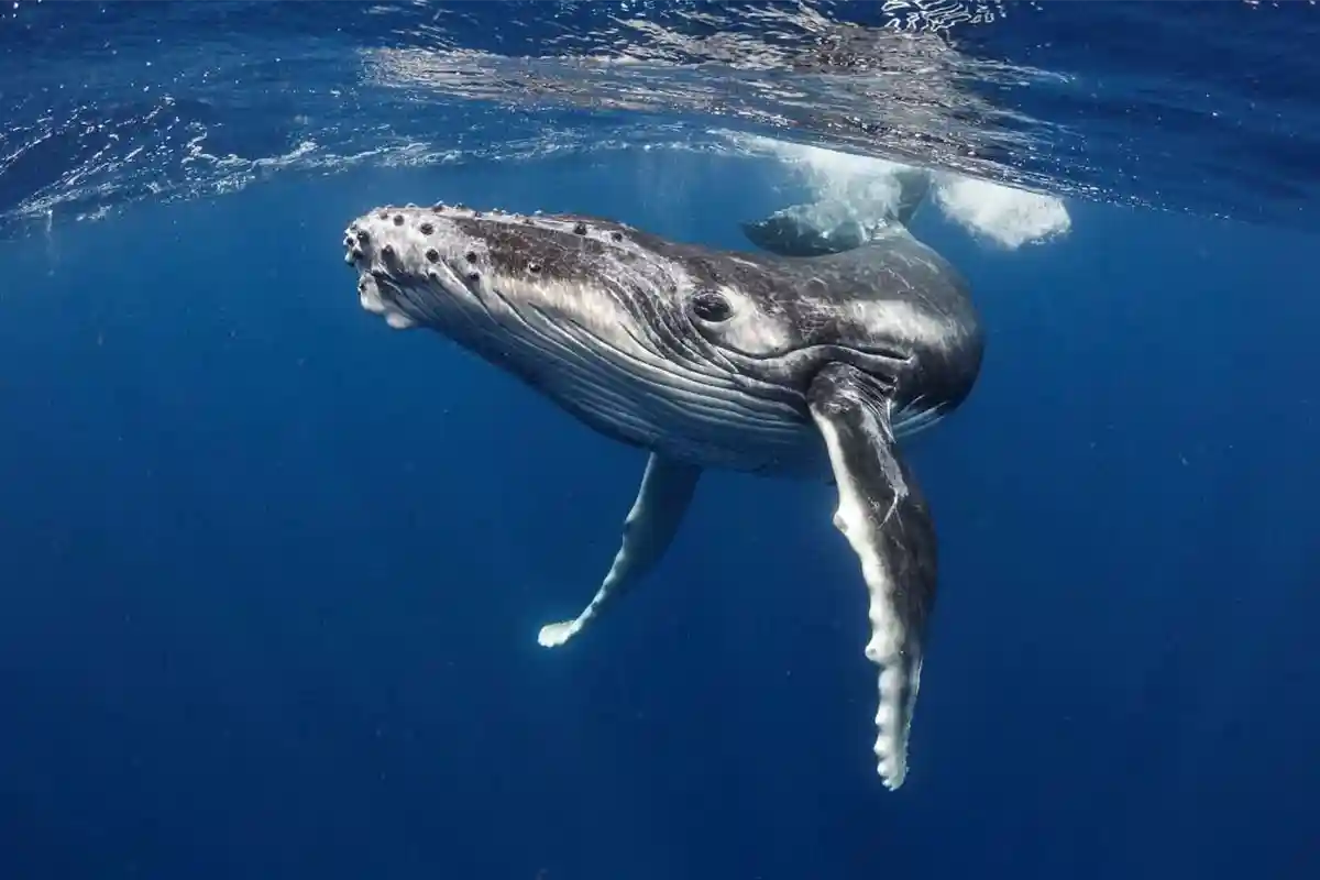 Advanced Technology for Marine Monitoring and Enforcement