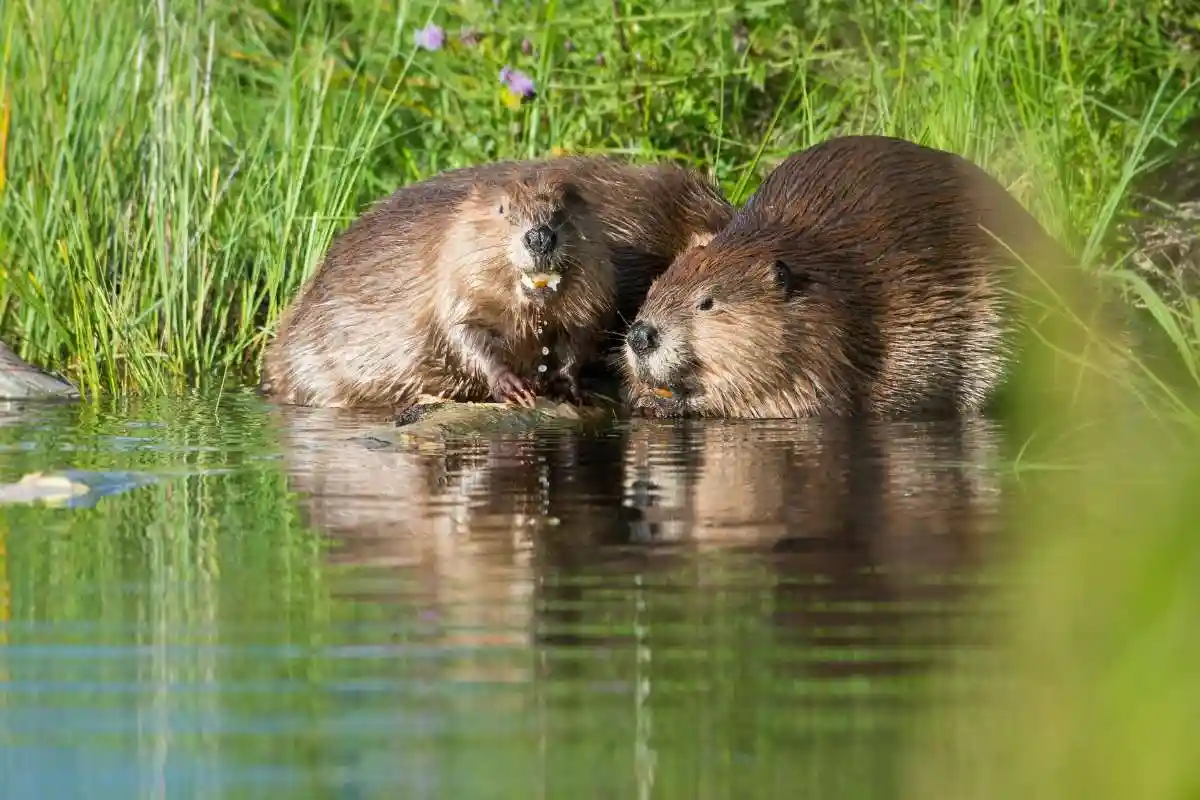 Saving Beavers and Pond Turtles